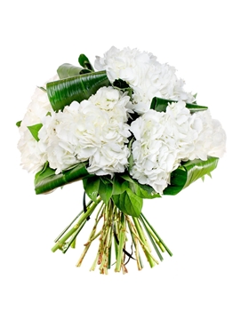 Picture of Blanc