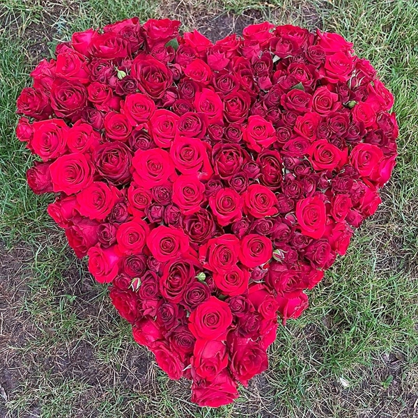 Picture of Pure Red Roses  Heart