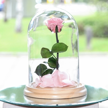 Picture of Pink Beauty & The Beast Rose