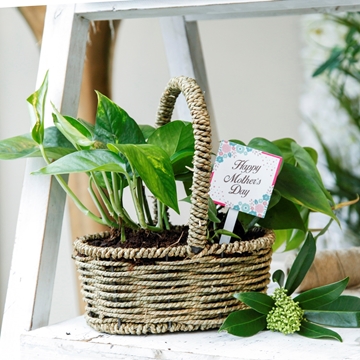 Picture of Green Basket