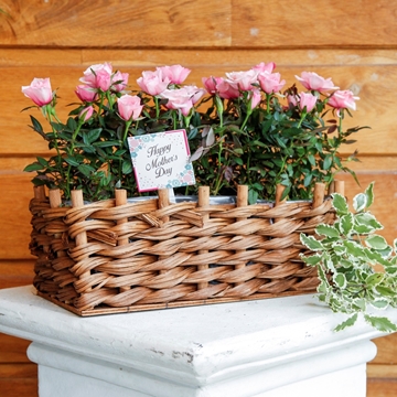 Picture of Pink Rose Planter