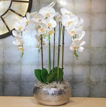 Picture of White Everlasting Orchid