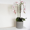 Picture of White Silk Orchid