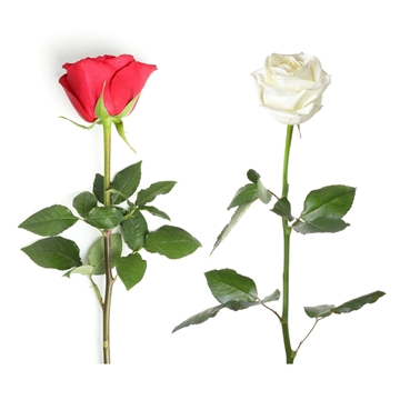 Single Stem Roses
