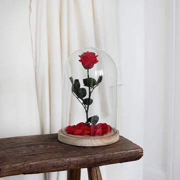 Beauty & The Beast Roses 